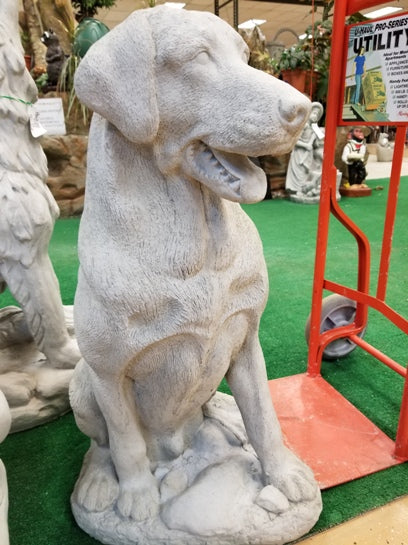 LABRADOR RETRIEVER SITTING